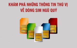 Những thông tin thú vị về dòng sim Ngũ Quý